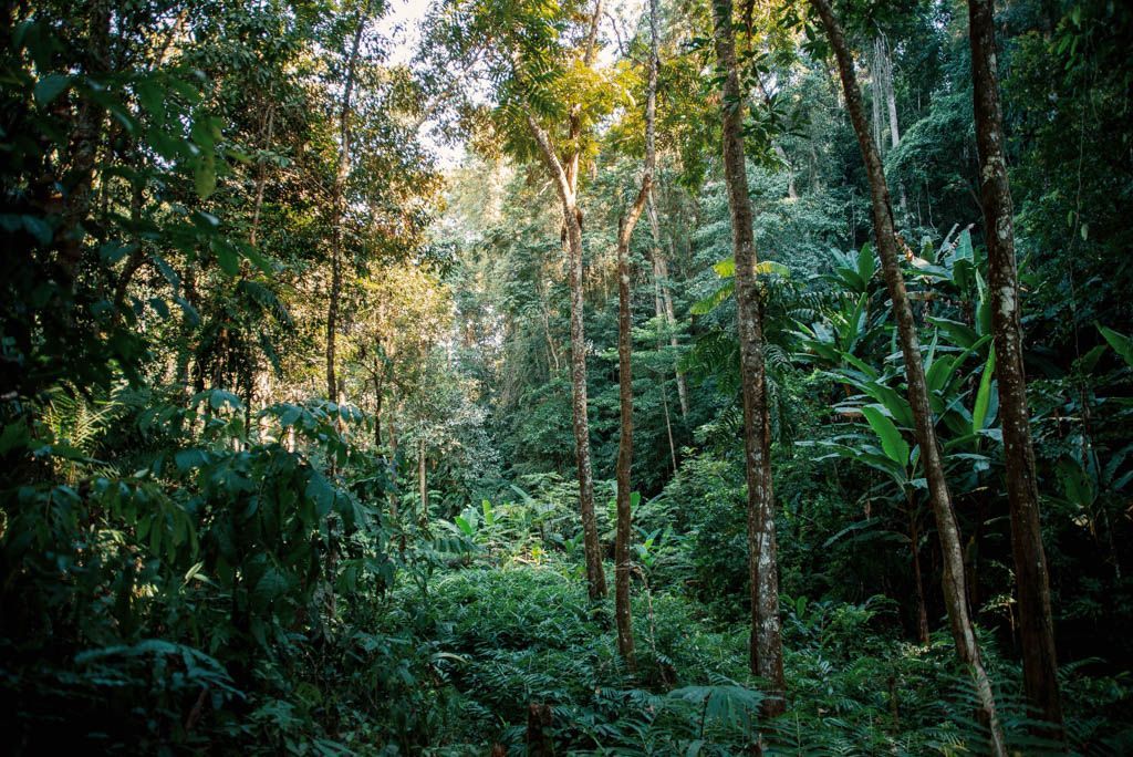 selva nam ha laos
