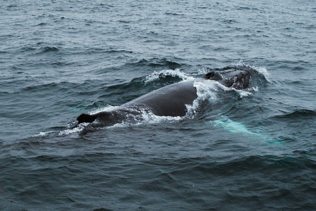 Ballena jorobada nadando justo al lado de nuestro barco pesquero