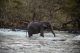 Elefante bañándose en el río
