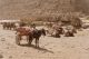 Camellos y caballos en las pirámides. Por favor, haz un turismo responsable