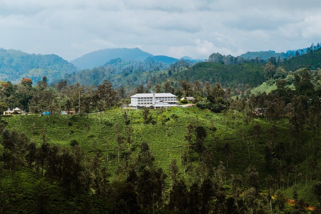 Fábrica de té en Ella rodeada de plantaciones