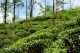 Mujer trabajando en las plantaciones de té de Ella