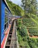 Tren en las Tierras Altas de Sri Lanka atravesando plantaciones de té