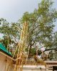 Árbol Sagrado de Bodhi