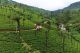 Plantaciones de té en Nuwara Eliya