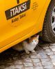 Gato callejero en Estambul