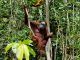 Orangután alimentándose en la jungla