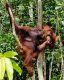 Orangután alimentando a una cría