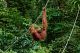 Orangután hembra en el centro de Semenggoh
