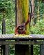 Orangután alimentándose en la plataforma de Sepilok