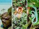 parque-nacional-bako