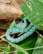 Víbora verde entre la vegetación de los bosques de Bako
