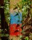 Indicaciones del trail azul y rojo en los árboles de Bako