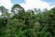 Bosque primitivo de Borneo
