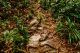 Camino con raíces y vegetación la selva de Bako