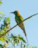 Ave en un árbol en Yala