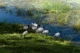 Grupo de aves en un estanque en Yala