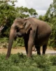 Elefante asiático en el PN de Yala