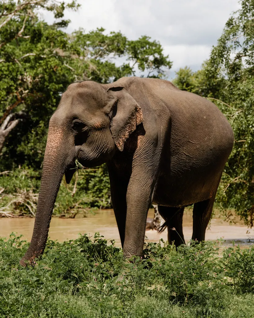 Elefante asiático en el PN de Yala