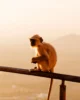 Mono langur al atardecer en el templo Savitri Devi