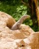 Lagarto en el PN de Yala