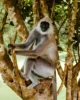 Mono Langur en el PN de Yala