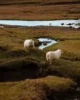 Ovejas islandesas pastando a su rollo