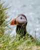 Primer plano de un puffin