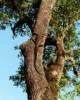 Varano camuflado en un árbol en Yala