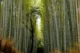 Bosque de Bambú en Arashiyama