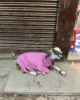 Una cabra con jersey rosa, cosas que solo verás en la India