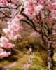 Cerezos en flor durante la ruta Nakasendo