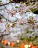 Cerezos en flor en el Parque Ueno