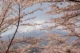 Monte Fuji con los cerezos en flor
