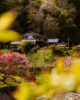 Casa tradicional japonesa rodeada de cerezos en flor