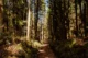 Uno de los bosques que atravesamos durante la ruta