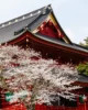 Uno de los templos de Nikko repleto de cerezos en flor
