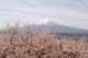 Cerezos en flor delante del Monte Fuji en primavera