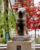 Escultura de Hachiko en Shibuya