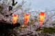 Farolillos y cerezos en flor en el Parque de Ueno