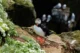 Frailecillo y otras aves al fondo en los acantilados de Látrabjarg