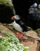 Frailecillo en los acantilados de Látrabjarg en los Westfjords