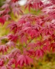Hojas rojas del arce japonés en un jardín