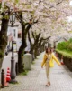Paseando por las calles de Tokio en plena primavera