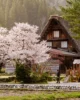 Escenas cotidianas en Shirakawa-go durante el sakura