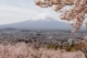 Preciosa estampa del Fuji en primavera rodeado de cerezos en flor