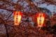 Iluminación con farolillos en el Parque de Ueno durante el sakura