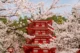 Floración en su máximo esplendor frente a la pagoda Chureito