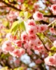 Árboles llenos de flores durante el sakura