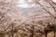 Máxima floración en Kawaguchiko